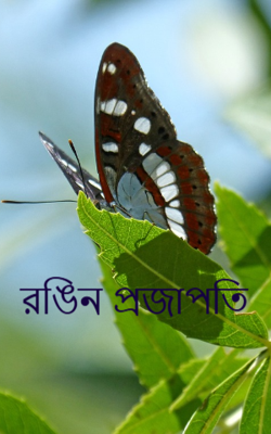 রঙিন প্রজাপতি