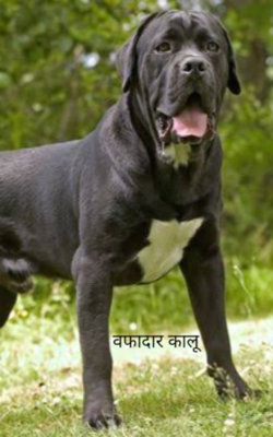 वफादार कालू