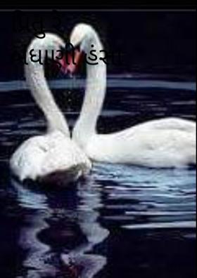 પ્રિતુ રે બંધાણી હંસા