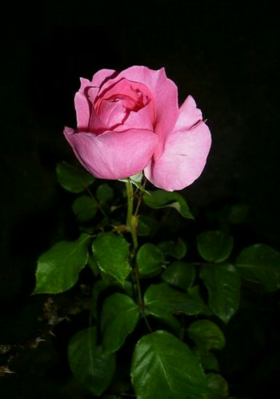 मेरी रानी