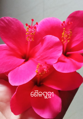 ଶୈଳପୁତ୍ରୀ