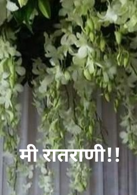 मी रातराणी