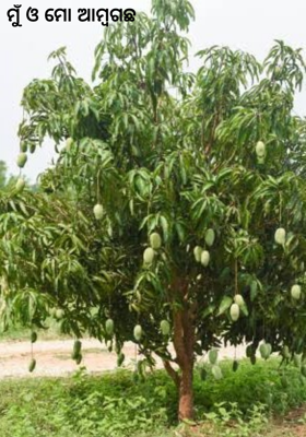 ମୁଁ ଓ ମୋ ଆମ୍ବଗଛ