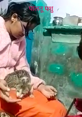 पालतू पशु