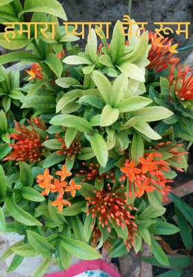 हमारा प्यारा चैट रूम