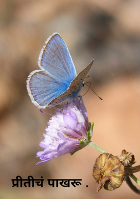 प्रीतीचं पाखरू .