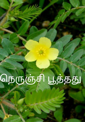 நெருஞ்சி பூத்தது