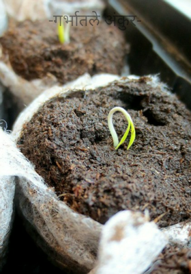 गर्भातले अंकुर