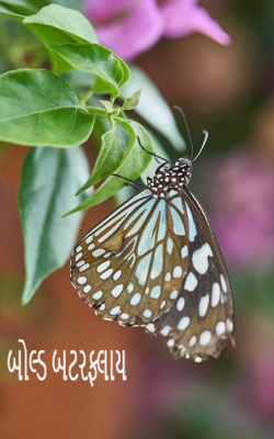 બોલ્ડ બટરફ્લાય