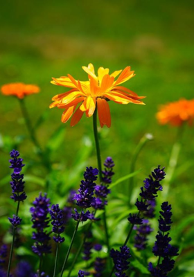 மலர்களும் அவளும்