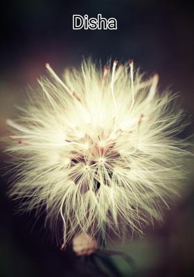 Disha 