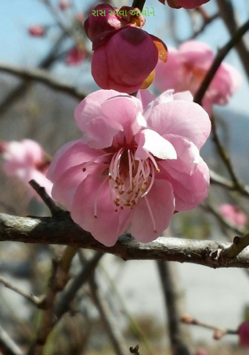 રાસ રમવા આવોને