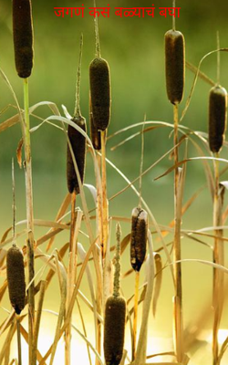 जगणं कसं बळ्याचं बघा