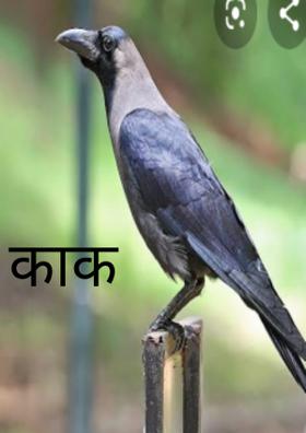 काक