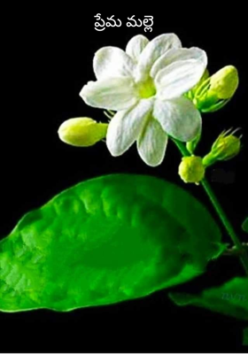 ప్రేమ మల్లె