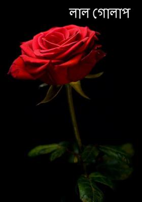 লাল গোলাপ
