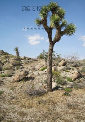 ଗଛ ଆମ ଜୀବନ 

,,,,,,,,,,,,,,,,,,,,,,,,,,,

