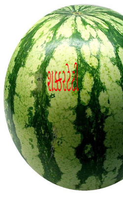 શક્કરટેટી