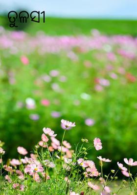 ତୁଳସୀ --------