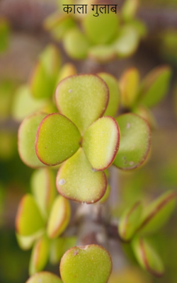 काला गुलाब