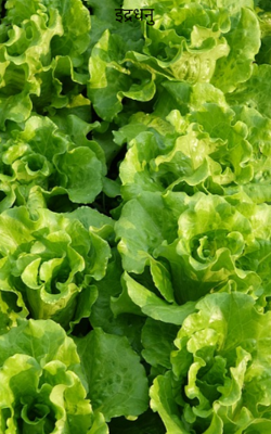 इंद्रधनु