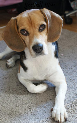 गुस्ताखी माफ