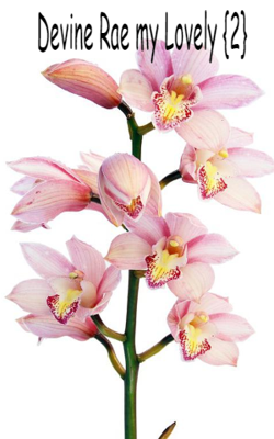 Devine Rae My Lovely {2}