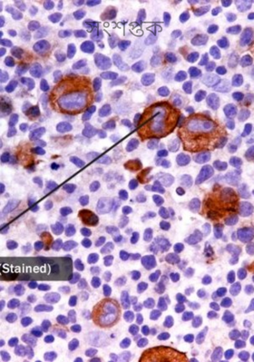 সংশপ্তক