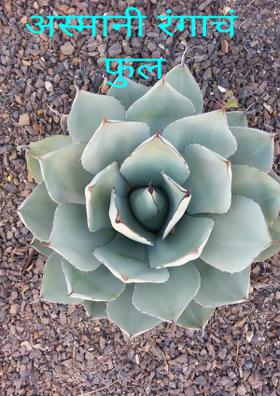 अस्मानी रंगाचं फुल