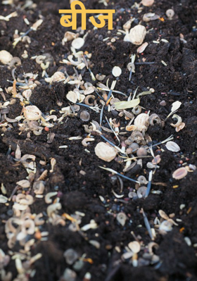 बीज