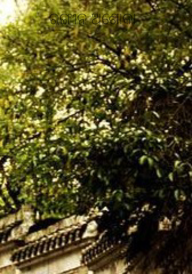 ରଙ୍ଗୀନ ଅଶୋକା 