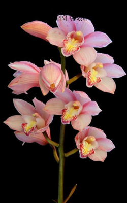 ସିଧାକଥା-125 କବିତା: ନିମନ୍ତ୍ରଣପତ୍ର