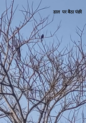 डाल  पर बैठा पंछी