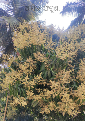 ଆସିଲା ଫଗୁଣ