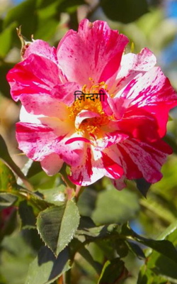 ज़िन्दगी