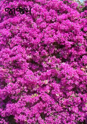 જાજમ ફૂલોની