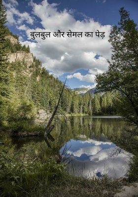 बुलबुल और सेमल का पेड़