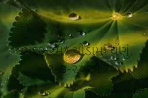 

*ભેદભરમ* થોડામાં ઘણું. ૧-૭-૨૦૨૧

અંતરમાં ભેદભરમ છુપાવી બીજાને છળતા માનવી,
અને પછી;
ભાવના મંદિરમાં ભગવાનને મોટી ભેટસોગાદો લખાવીને વાહ વાહ લુટતા;
આ જોઈ જોઈને ઈશ્વર પણ ભેદભરમ કરતાં થયાં છે...
ભાવના ભટ્ટ અમદાવાદ....
➖〰️➖〰️➖〰️➖〰️➖