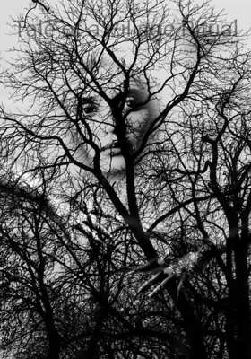 Tale Of A Village Ritual