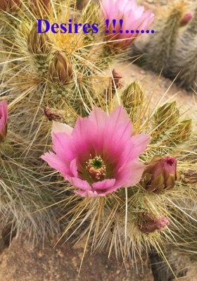 Desires !!!......