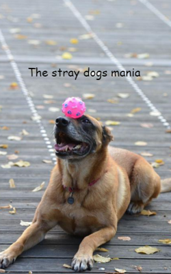 The Stray Dogs Mania