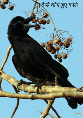कैसे कौए हुए काले