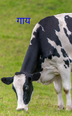 गाय