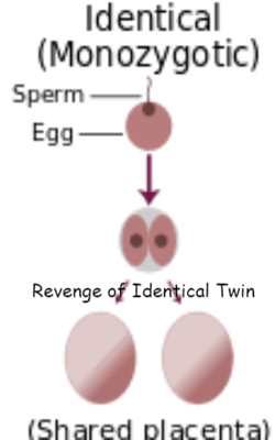 Revenge Of Identical Twin
