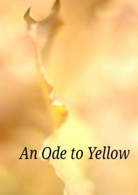 An Ode To Yellow