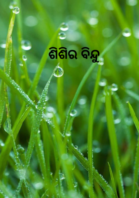 ଶିଶିର ବିନ୍ଦୁ