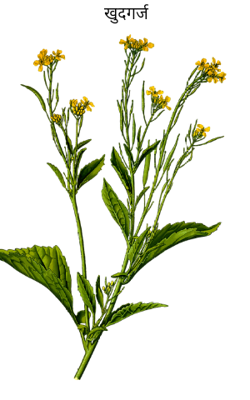 खुदगर्ज