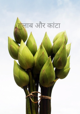 गुलाब और कांटा