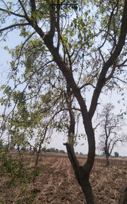 पर्यावरण