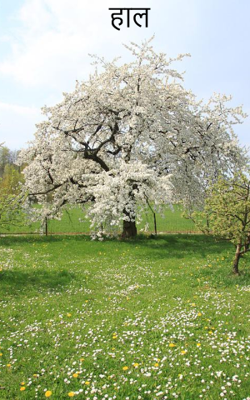 हाल